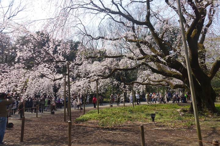 Visitors admire large weeping cherry trees in full pink bloom, with branches supported by poles, at Rikugien Garden.