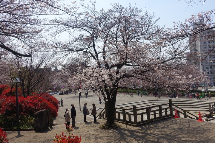 People admire blooming cherry blossom trees in a sunny park.