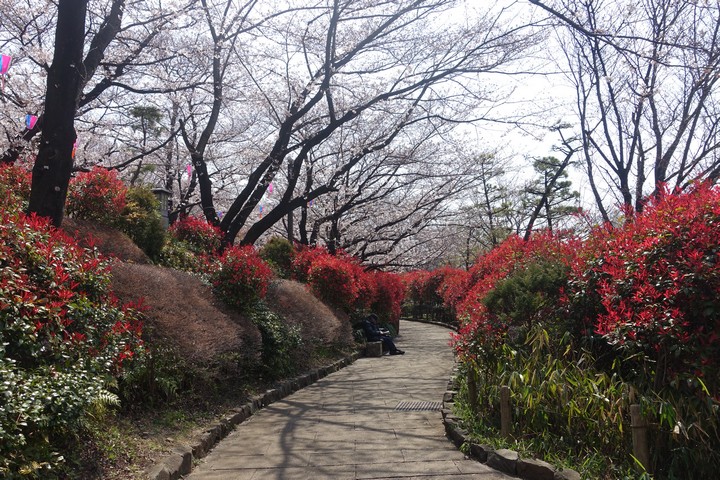 A winding garden path is lined with vibrant red bushes and delicate cherry blossom trees.