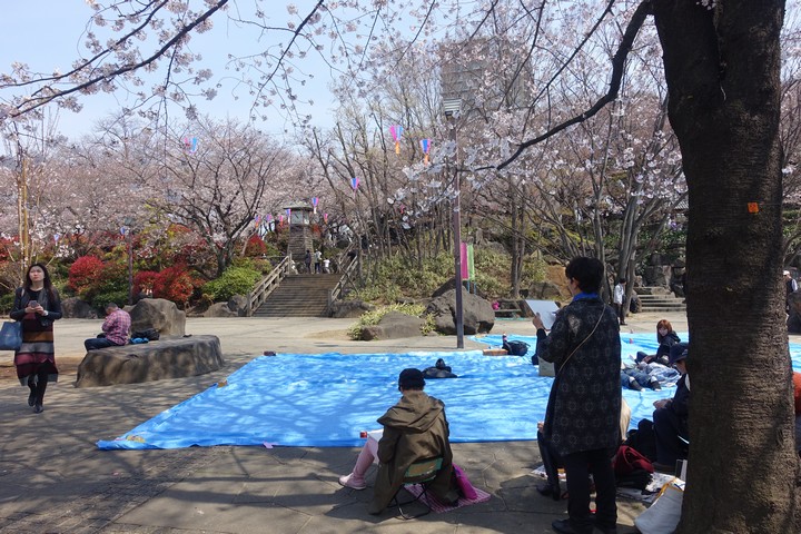 People relax on blue tarps beneath blooming cherry blossom trees in a Japanese garden.