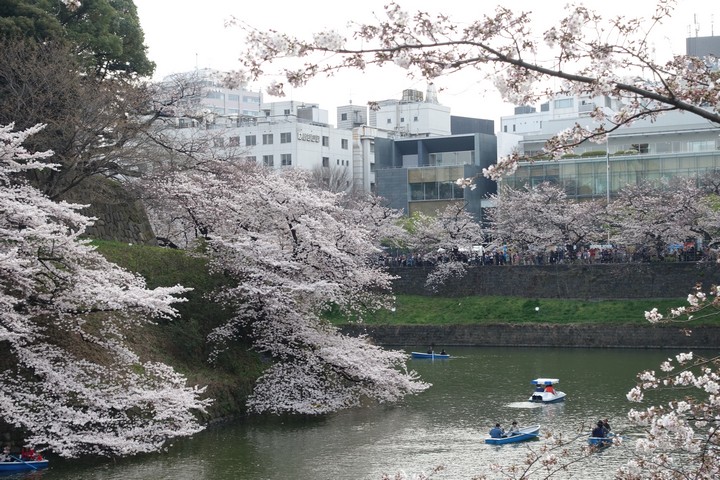 Cherry blossoms frame a moat with boats and people walking on the bank.