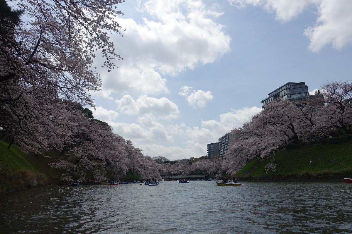 People row boats on the cherry blossom-lined Chidorigafuchi Imperial Moat under a cloudy sky.
