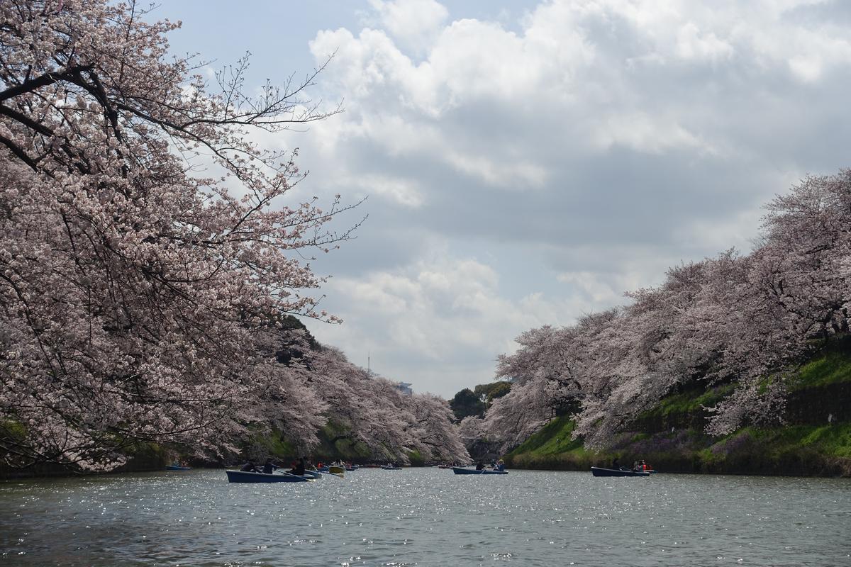 Rowboats on Chidorigafuchi moat surrounded by dense cherry blossom trees.