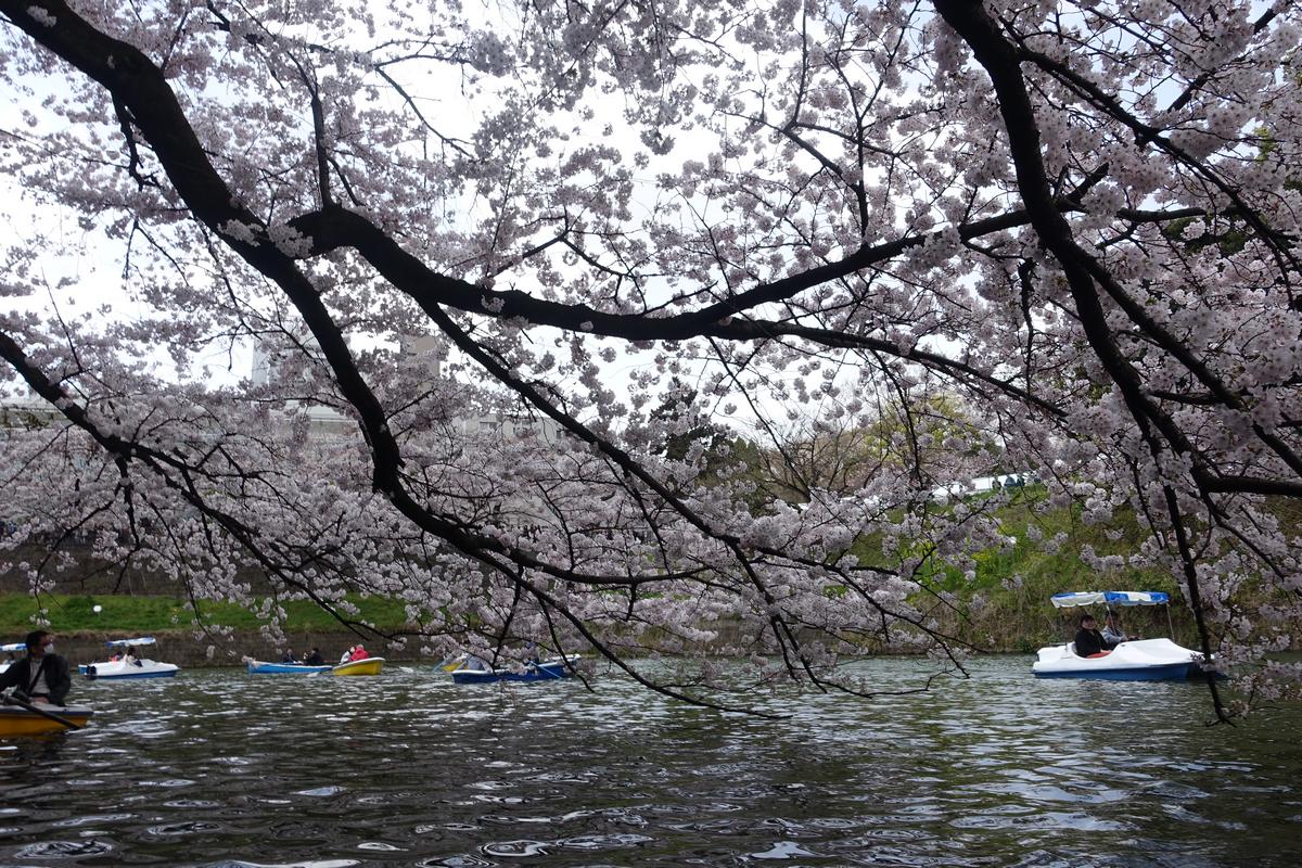 Boats on the Imperial Moat framed by blooming cherry blossoms.