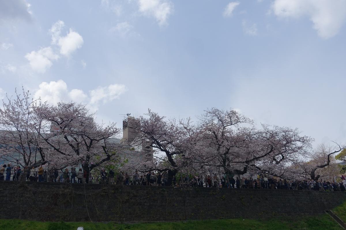 Cherry blossom trees in full bloom line the Chidorigafuchi moat embankment with people walking along a path.