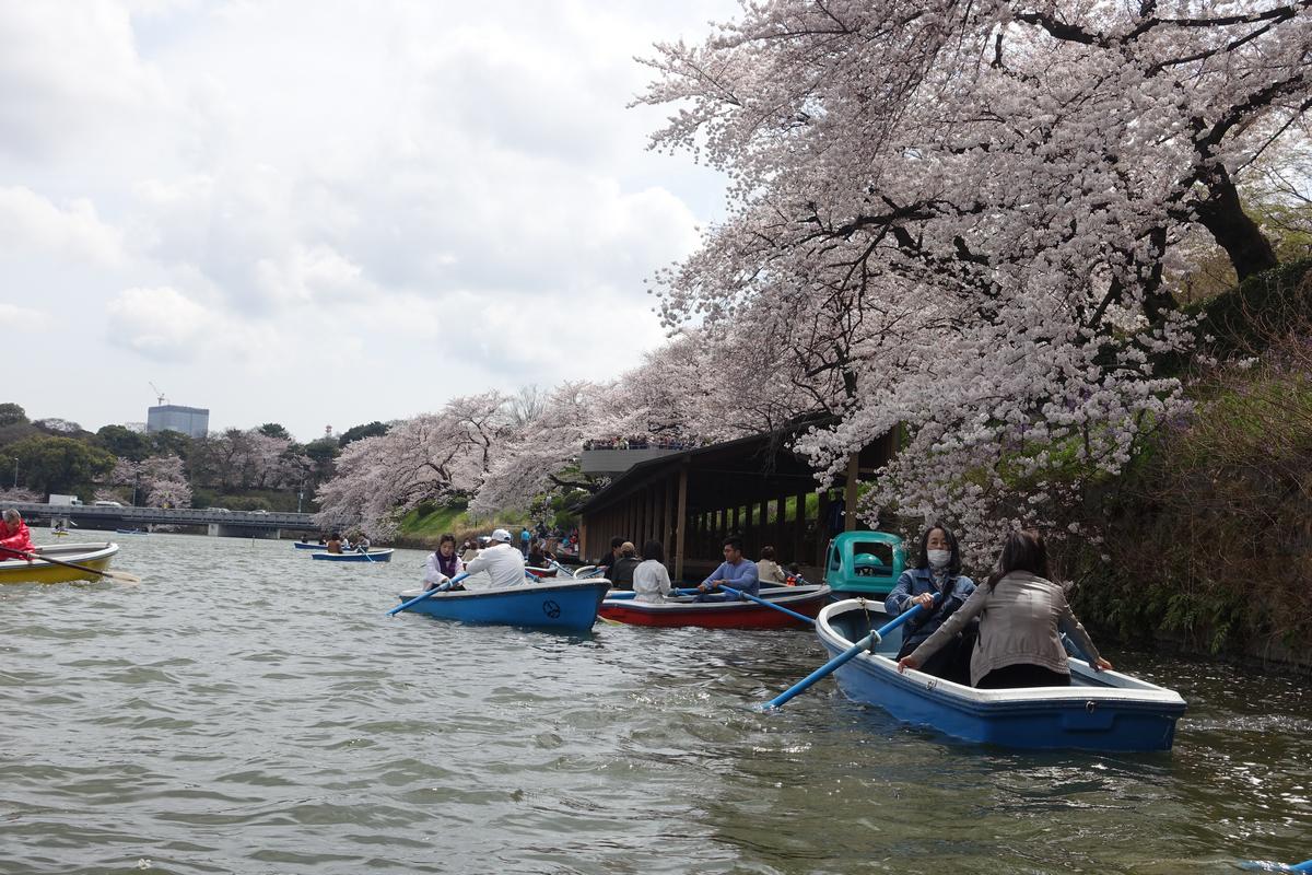 People row boats on the Chidorigafuchi Imperial Moat lined with blooming cherry blossom trees.