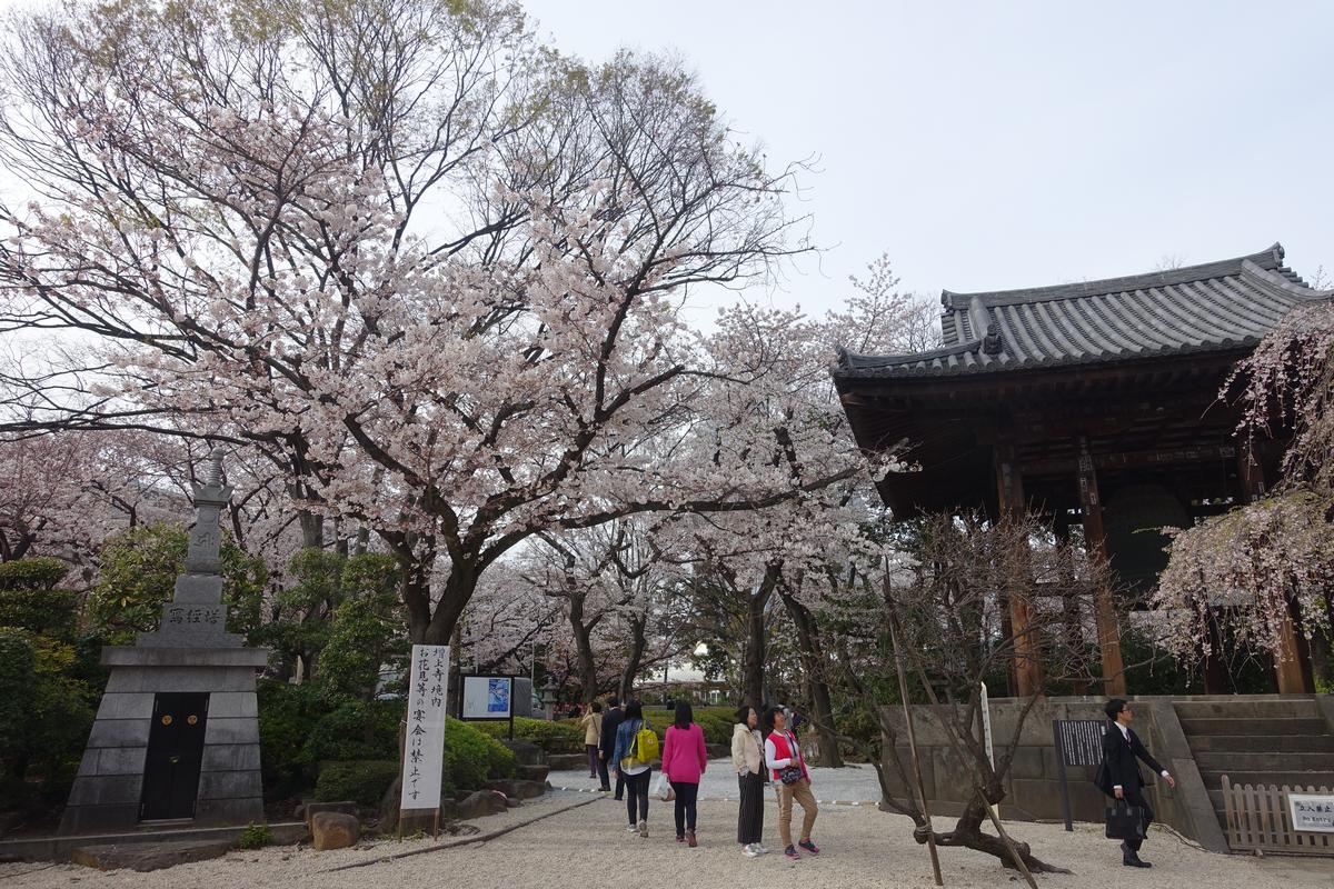 Cherry blossom trees, a traditional Japanese bell tower, and a stone monument with people walking on a path.
