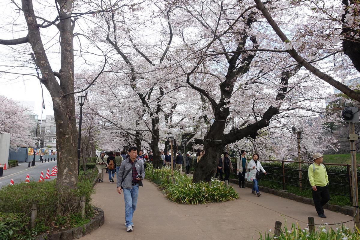 A path at Chidorigafuchi Imperial Moat lined with blooming cherry blossom trees and people.