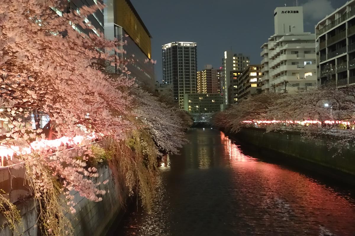 Illuminated cherry blossoms line the Meguro River at night, reflecting pink on the water.