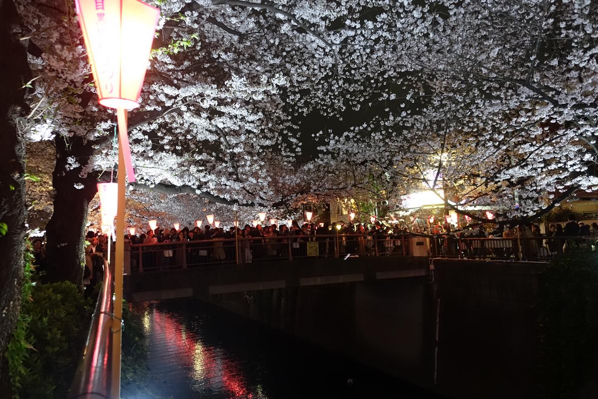 Illuminated cherry blossoms, paper lanterns, and crowds line the Meguro River at night.