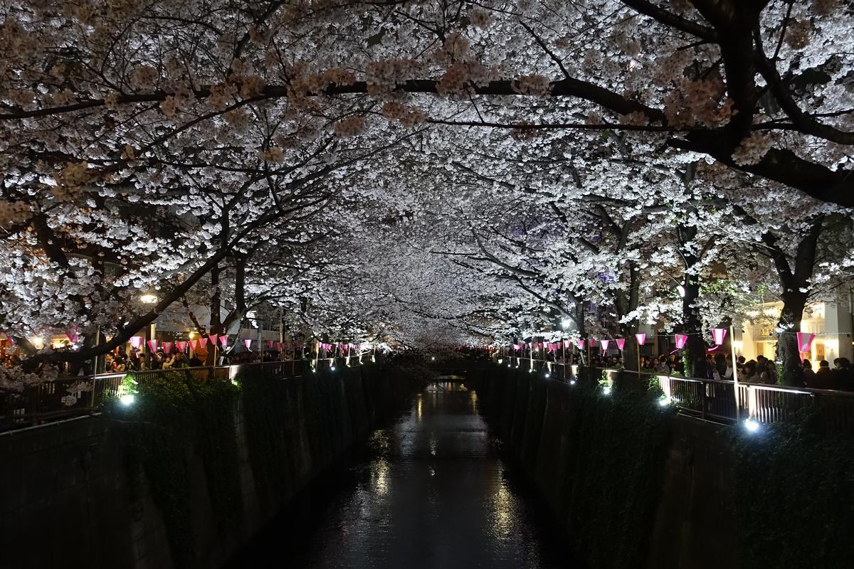 Meguro River at night, lined with brilliantly illuminated cherry blossom trees.