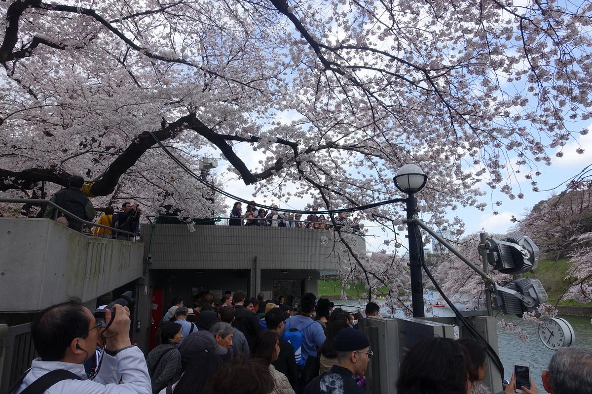 A large crowd stands beneath abundant white cherry blossoms, overlooking a river with boats.