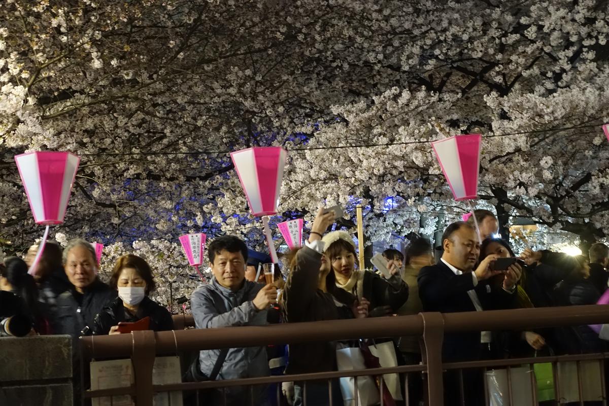 A nighttime crowd enjoys illuminated cherry blossoms and decorative pink lanterns.