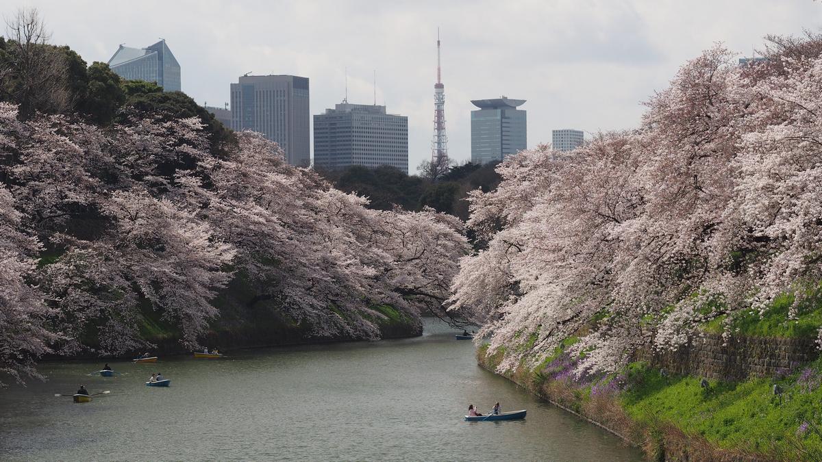 Boats on Chidorigafuchi Imperial Moat surrounded by blooming cherry trees with a Tokyo city skyline in the background.