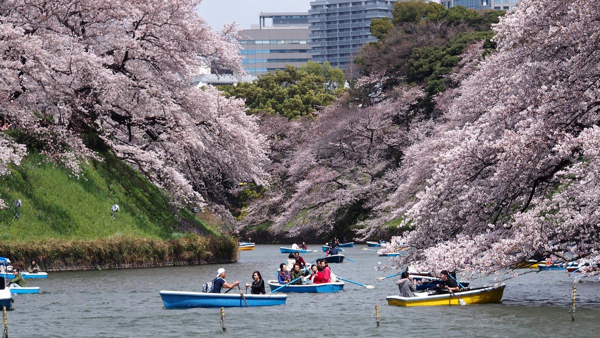 People row small boats on a moat framed by blooming cherry blossom trees.