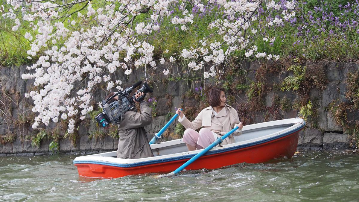 A person films another rowing a boat under blooming cherry blossoms.