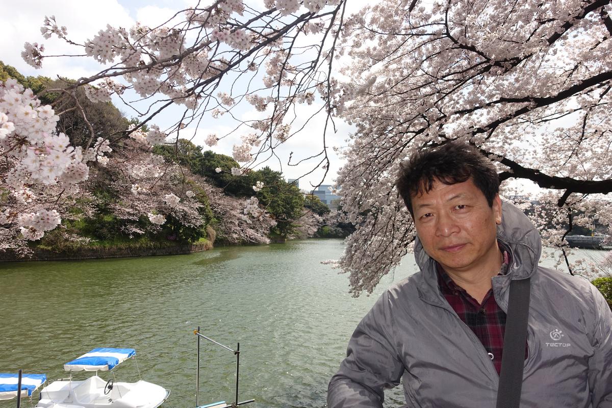 A man stands under blooming cherry trees overlooking Chidorigafuchi Moat with paddle boats.