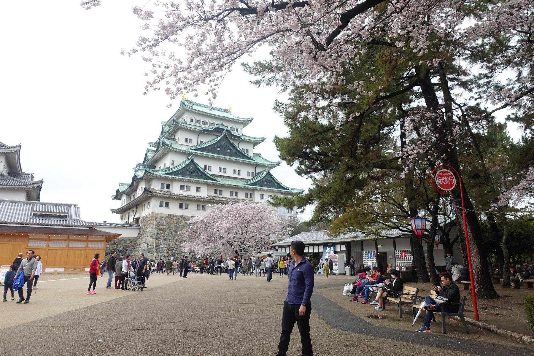 People visit Nagoya Castle, framed by blooming cherry blossom trees.