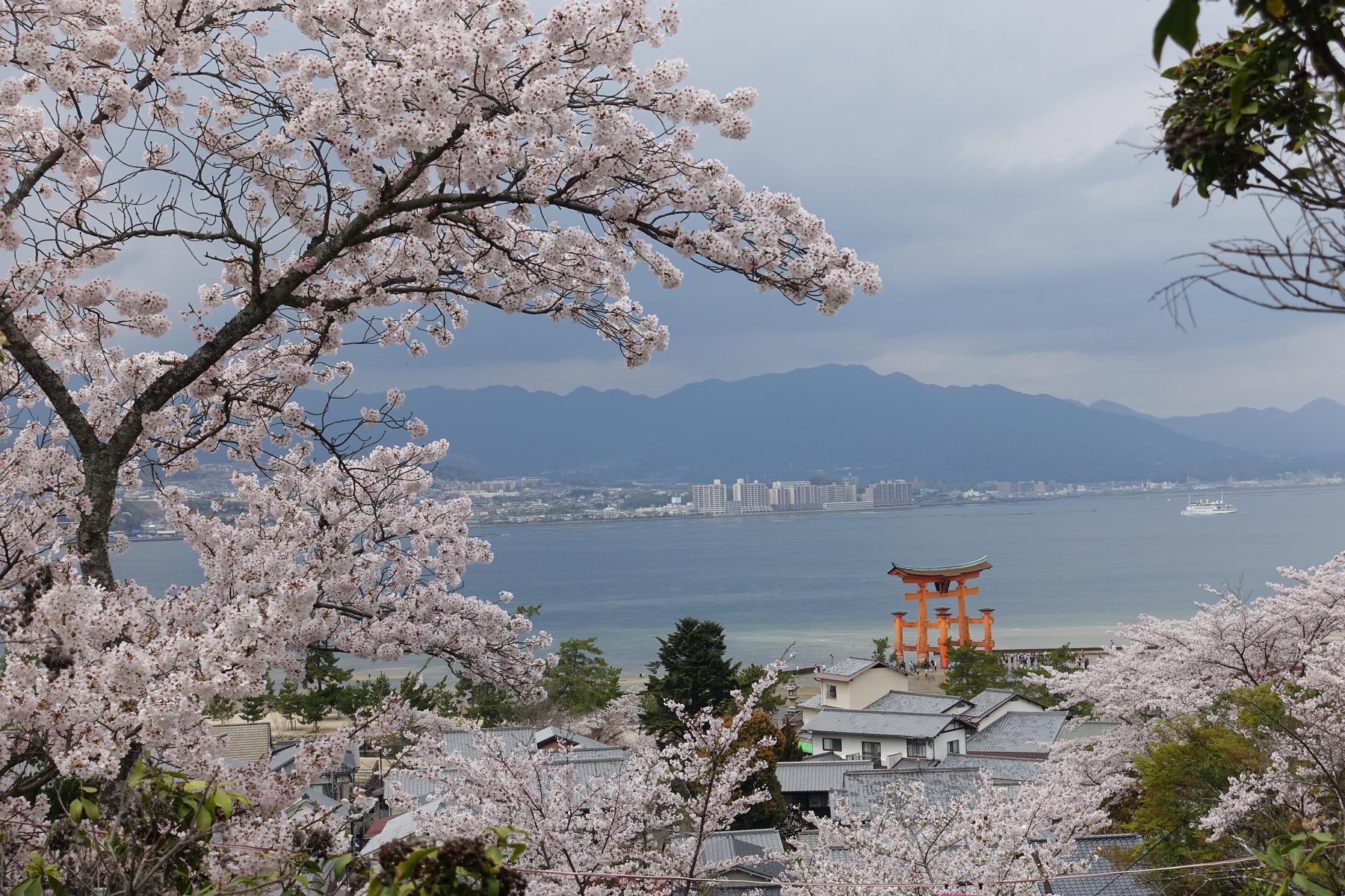 Cherry blossoms frame a view of the orange Itsukushima Shrine torii gate in the sea, with a distant city and mountains.