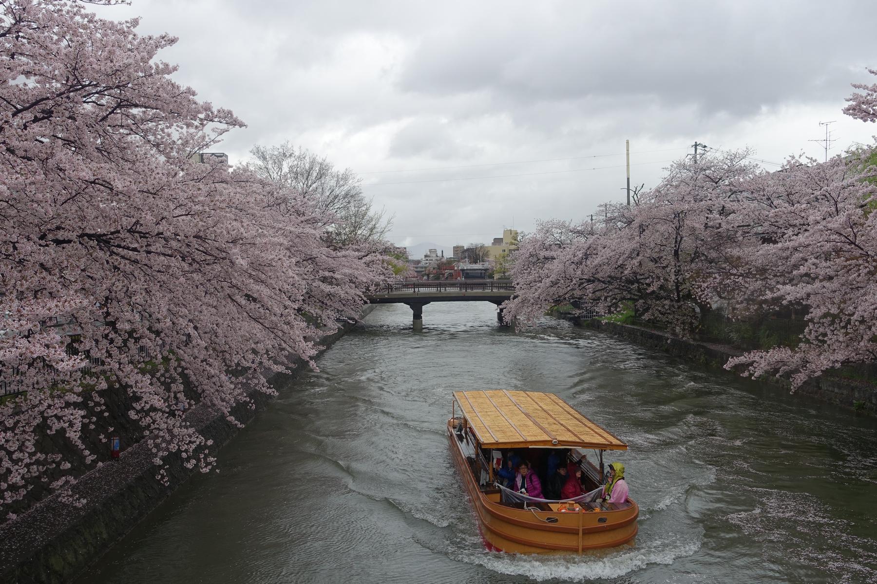 A boat carries passengers along a river bordered by pink cherry blossoms under a cloudy sky.