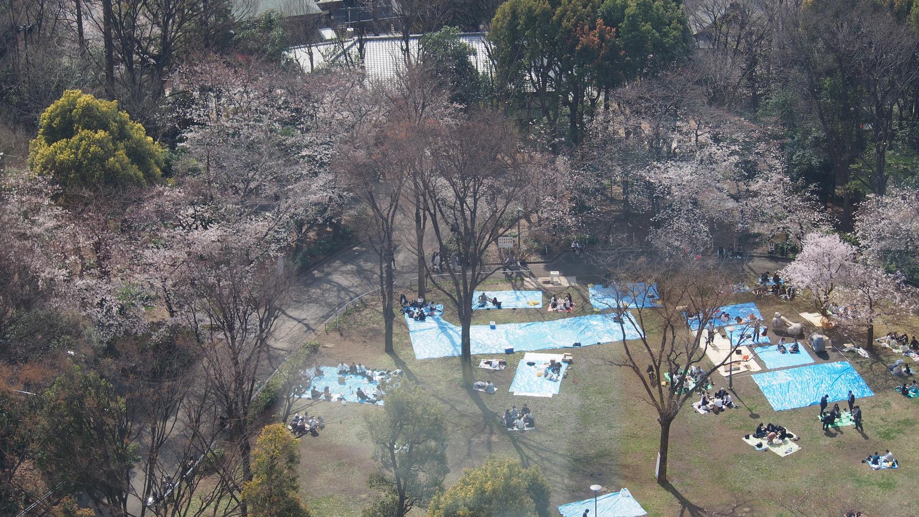 Aerial view of people picnicking on blue tarps beneath cherry blossom trees in a Japanese park.