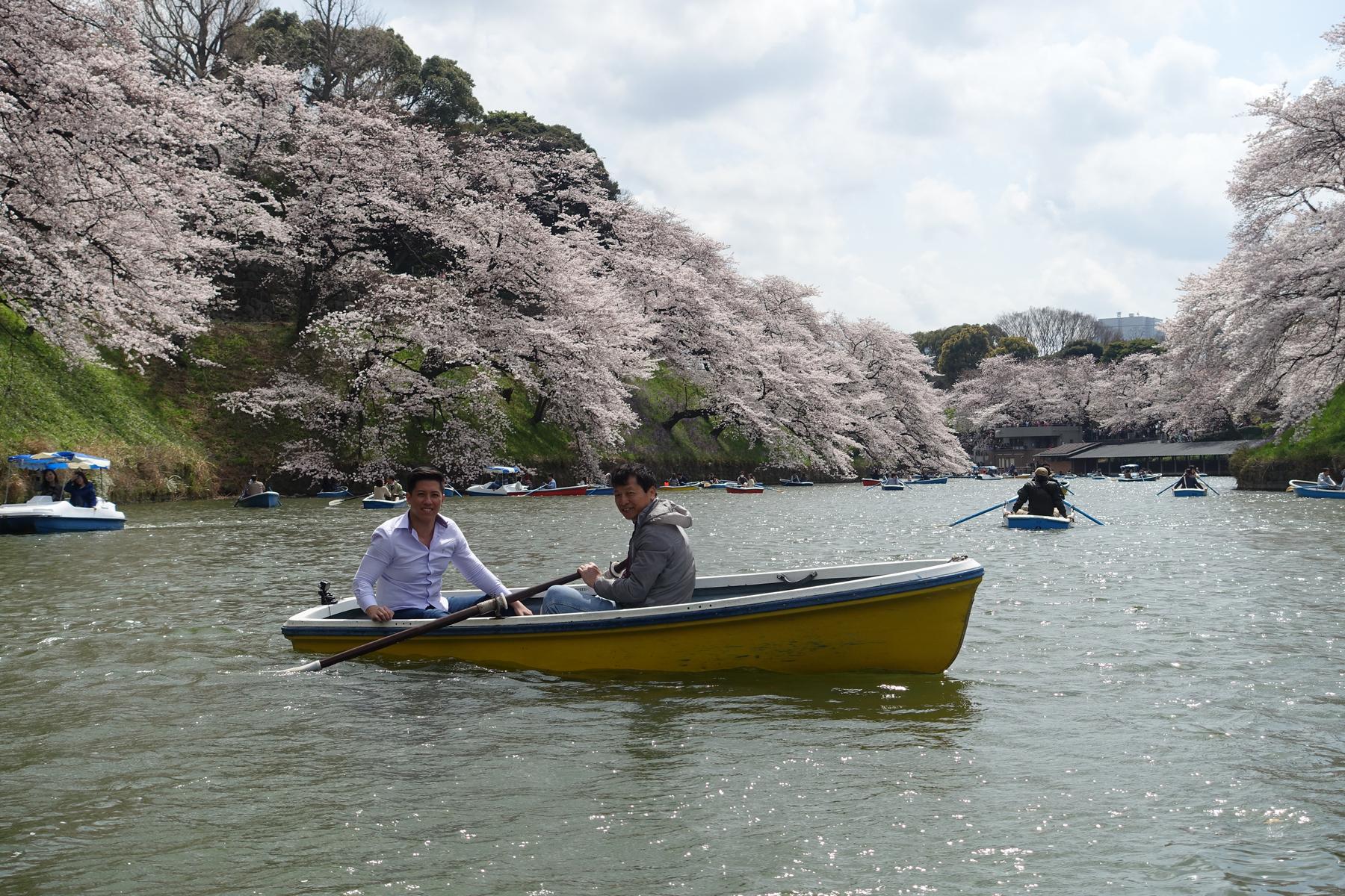 Two men in a yellow rowboat on a lake surrounded by cherry blossom trees.