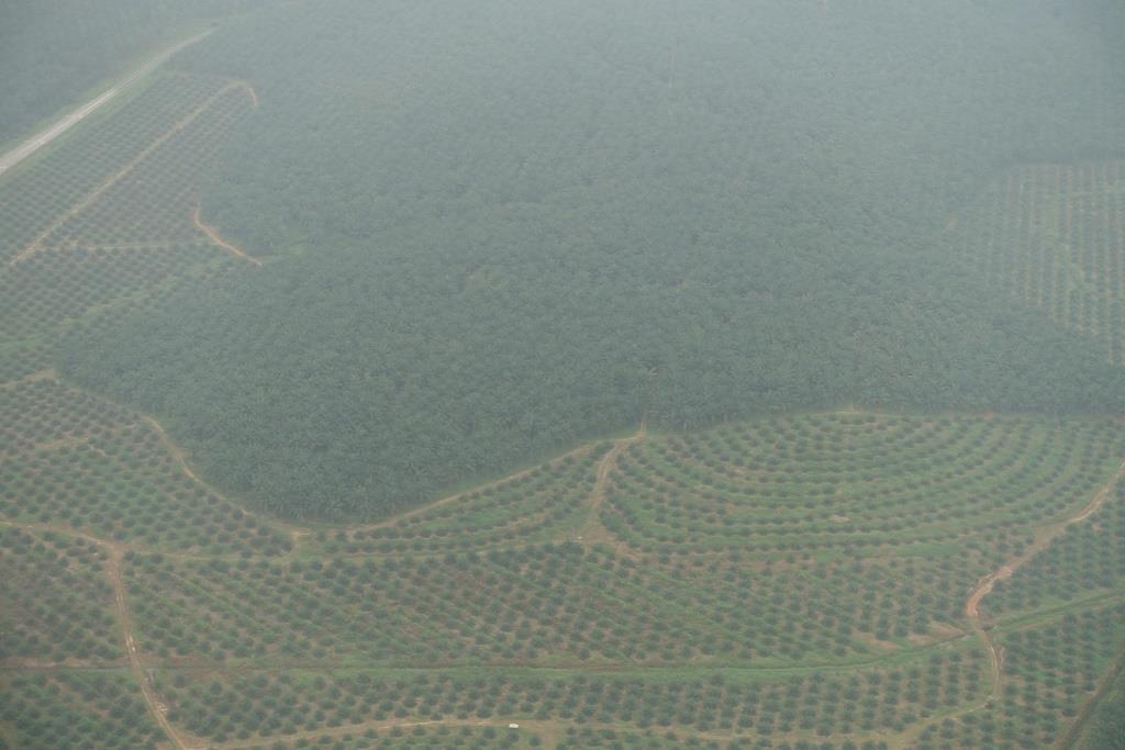 Hazy aerial view of extensive palm oil plantations.