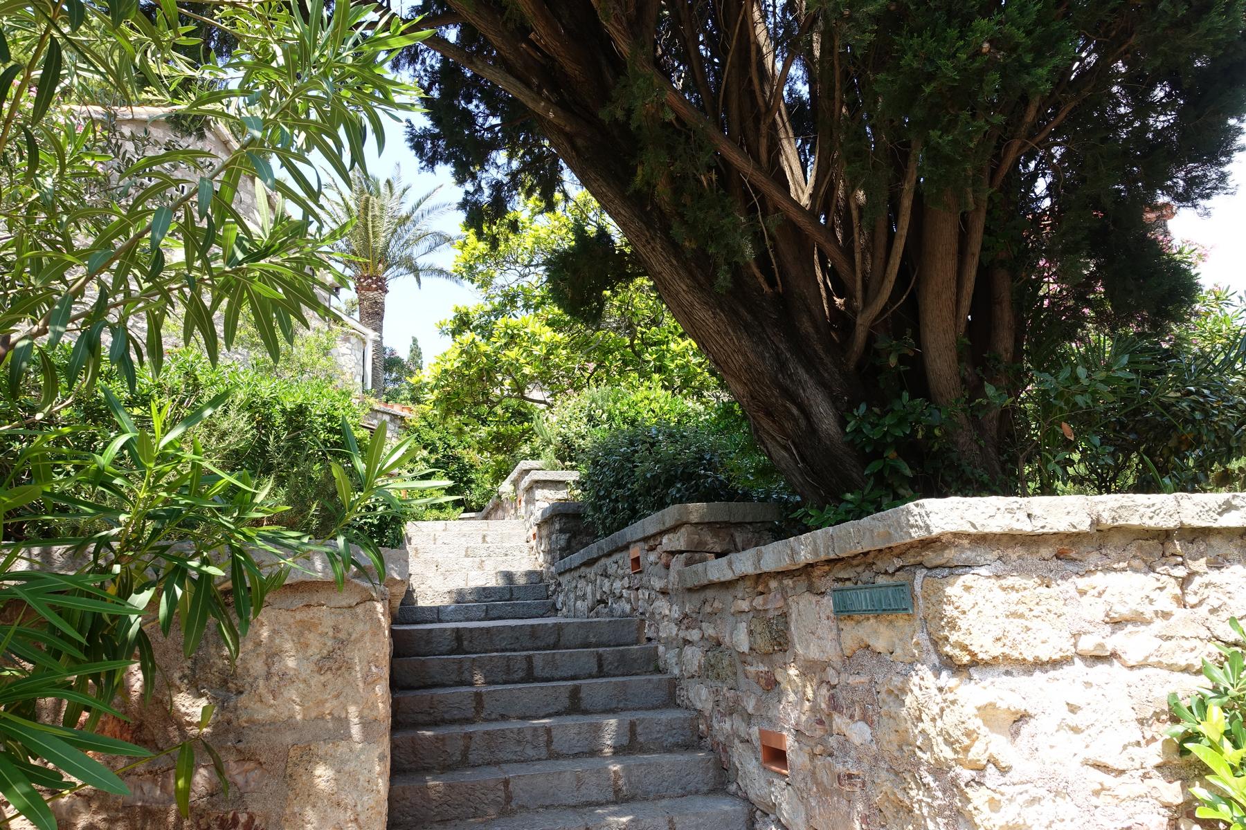 A stone staircase ascends through dense green foliage and large trees.
