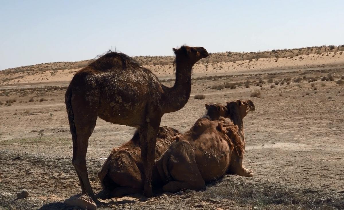 Three camels, one standing and two lying, in a dry desert landscape.